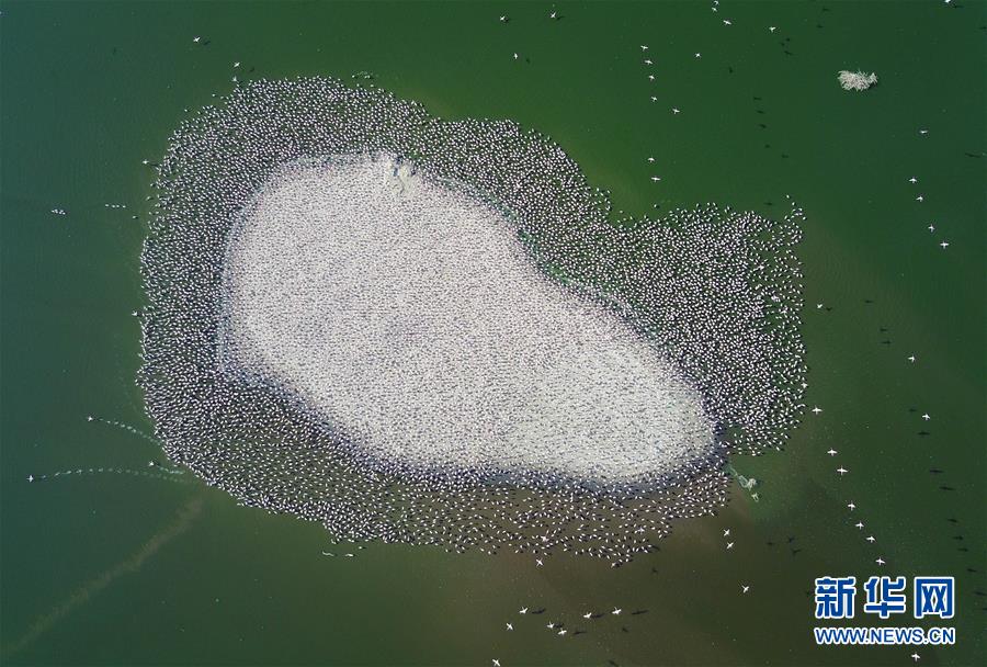 （国际）（9）博戈里亚湖——火烈鸟“天堂”