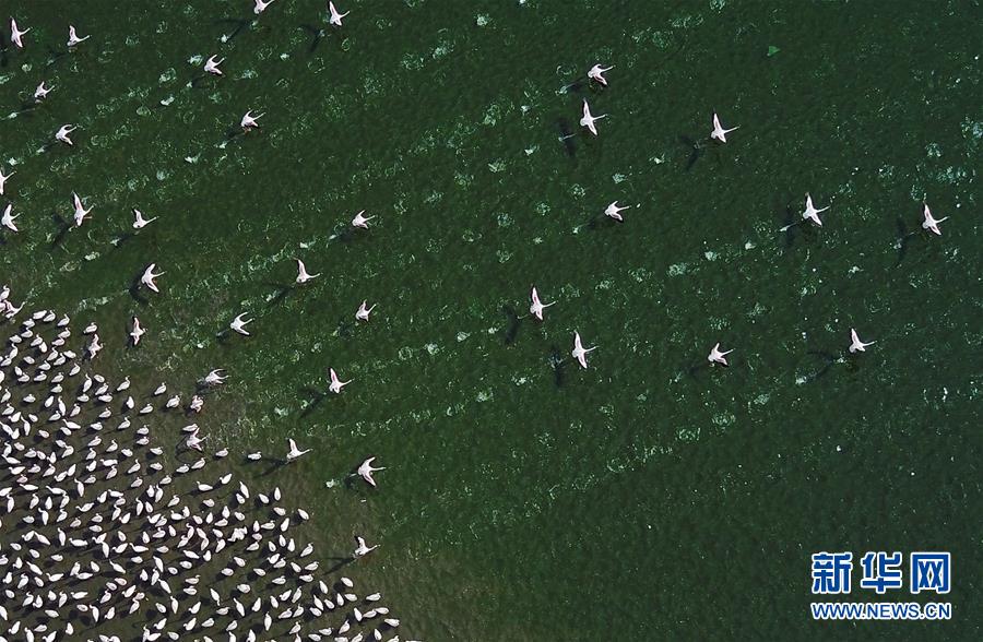 （国际）（10）博戈里亚湖——火烈鸟“天堂”