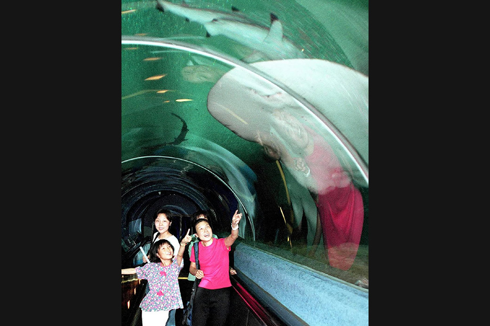 内地游客在香港海洋公园鲨鱼馆参观