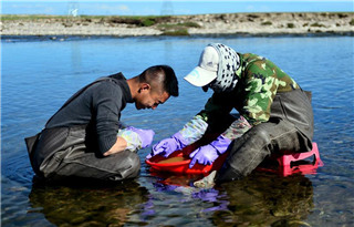 民間與政府合力促青海湖湟魚種群恢復