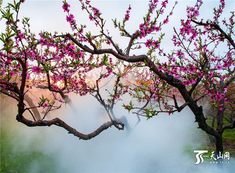 新疆霍尔果斯格干沟牧场大片桃花盛开美如画