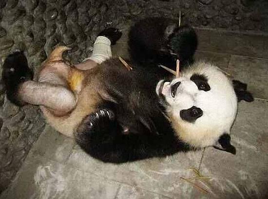 大熊猫"脱裤"照爆红:九年前打群架骨折被剃毛(图)