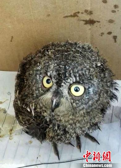 云南:国家二级保护动物东方角鸮遭暴雨袭击被救助 云南:国家二级保护动物东方角鸮遭暴雨袭击被救助