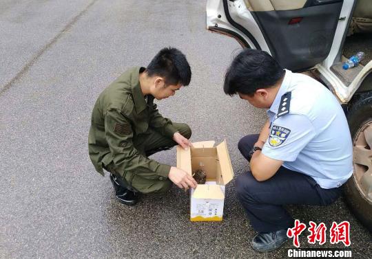 云南:国家二级保护动物东方角鸮遭暴雨袭击被救助 云南:国家二级保护动物东方角鸮遭暴雨袭击被救助