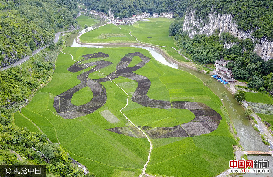 贵州安顺航拍稻田繁体龙字初长成023