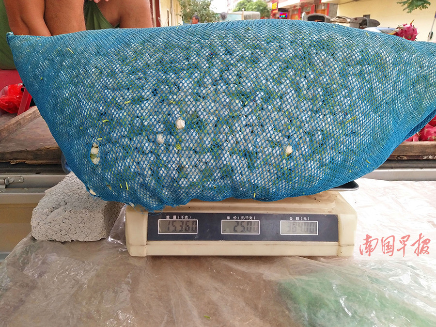 横县：村民起早贪黑采花忙 卖花却遭短斤两(图)