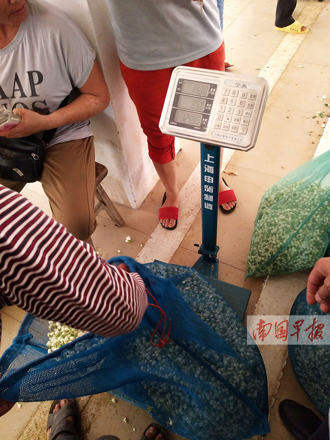 横县：村民起早贪黑采花忙 卖花却遭短斤两(图)