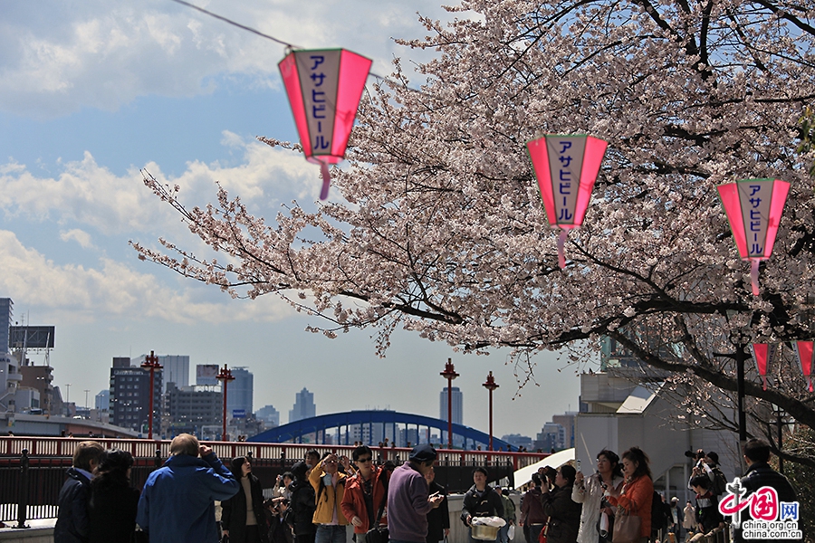 隅田川的櫻花祭