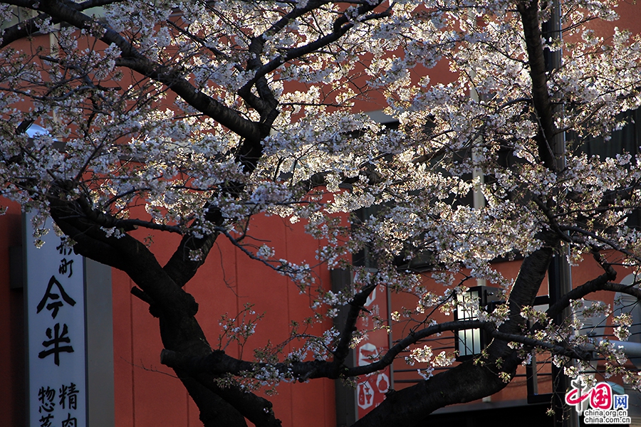 水天宫前的樱花树