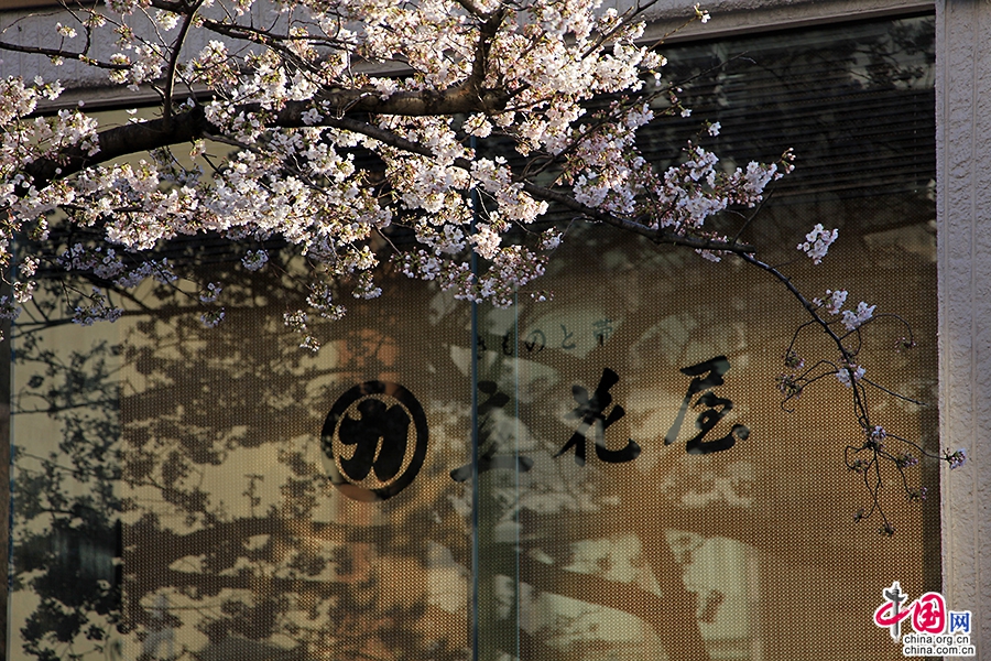 水天宫前的樱花树
