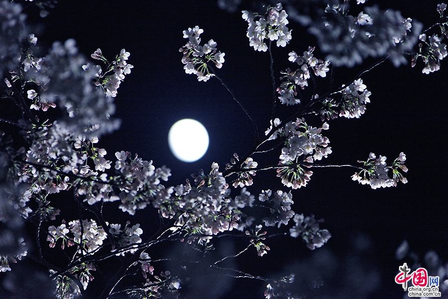 月光籠罩下的夜櫻