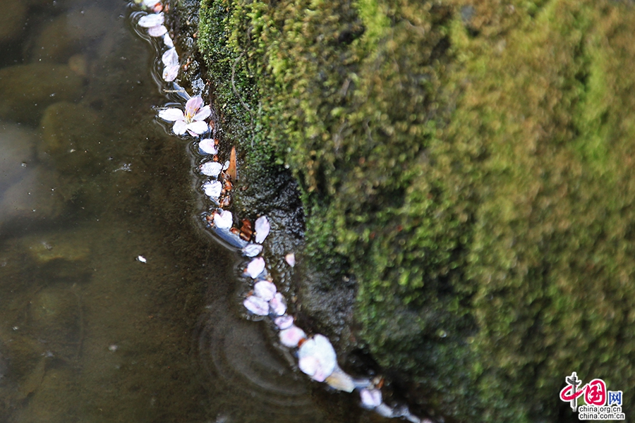 落花随流水