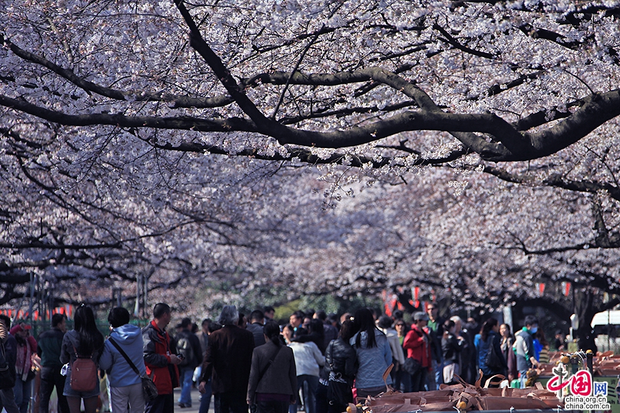 上野公园的春樱时节人流如织