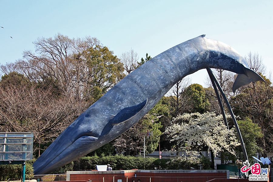 國立科學博物館門口的大藍鯨雕塑