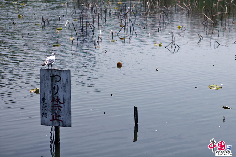 不忍池位於上野公園內