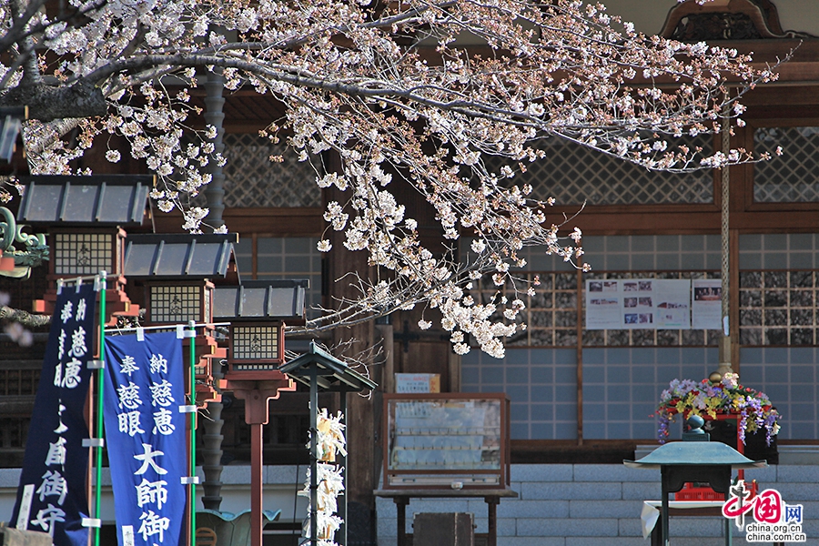 宽永寺内樱花盛开