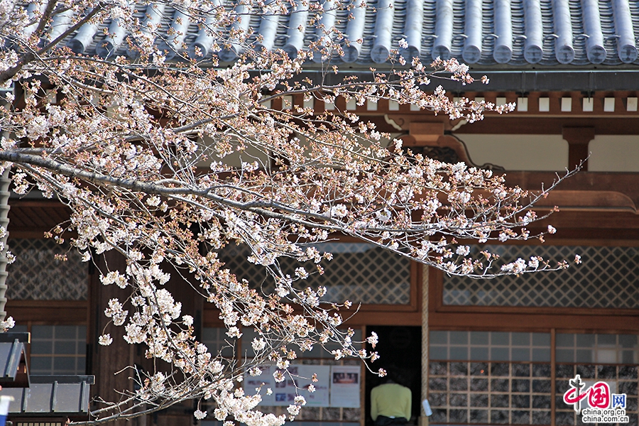 宽永寺建立之时移种了许多樱花