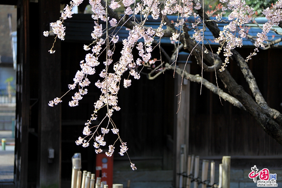 这开启了上野公园赏樱名所的历史