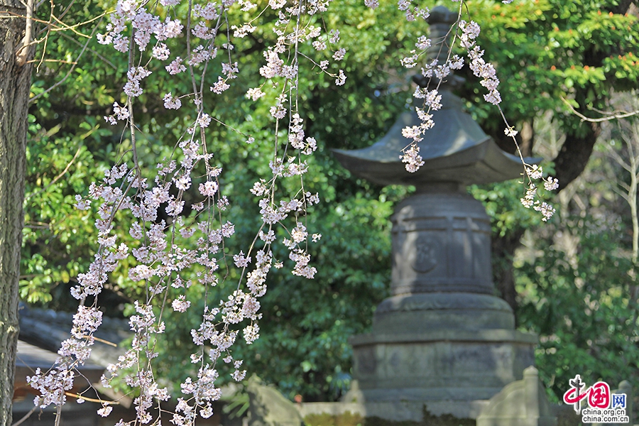 宽永寺的古塔与樱花