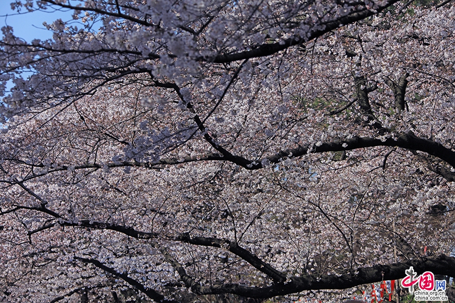 上野公园现有1300多株樱花