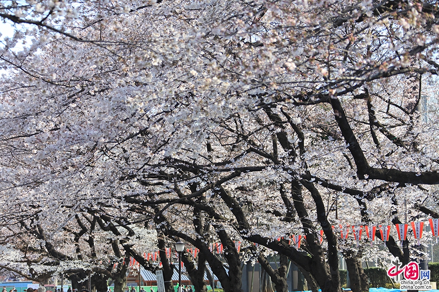 上野公园内樱花名品为“染井吉野”