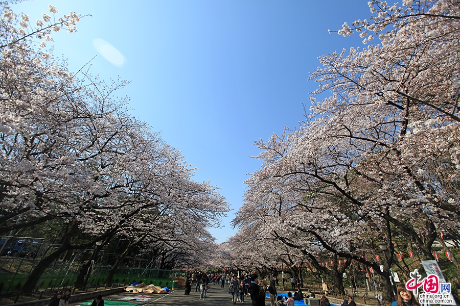 上野公园樱花大道的绯红云朵