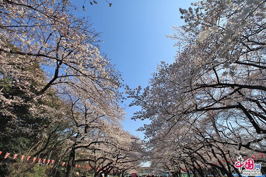 上野公园樱花大道的绯红云朵