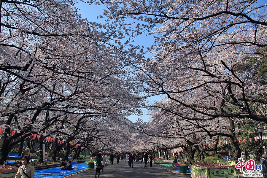 上野公园樱花大道的绯红云朵