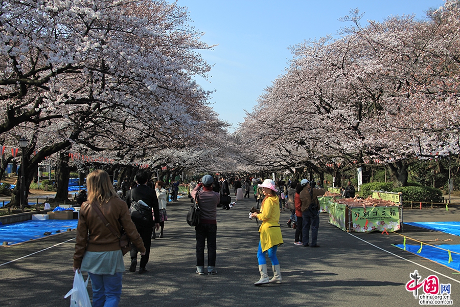 上野公园樱花大道的绯红云朵