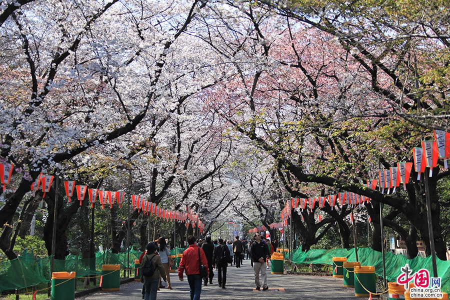 上野公园的樱花祭是东京人一年中最热爱的节日