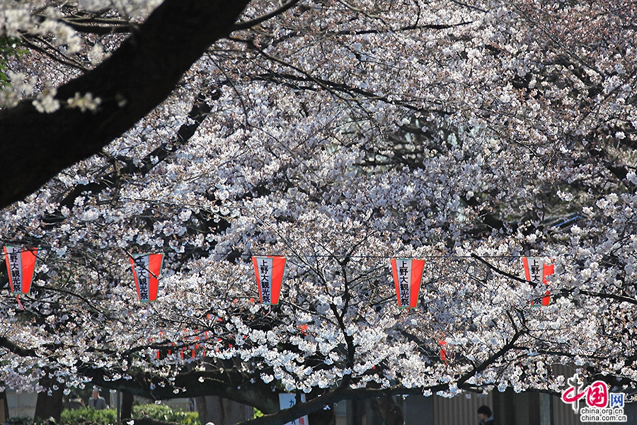 上野公园的樱花祭是东京人一年中最热爱的节日