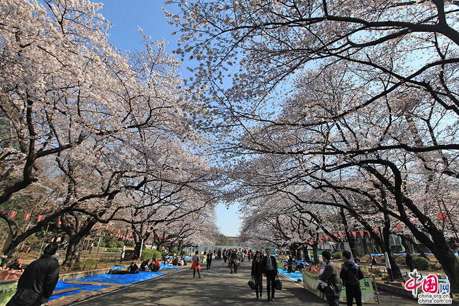 人们会选择在盛开的樱花树下就餐赏花