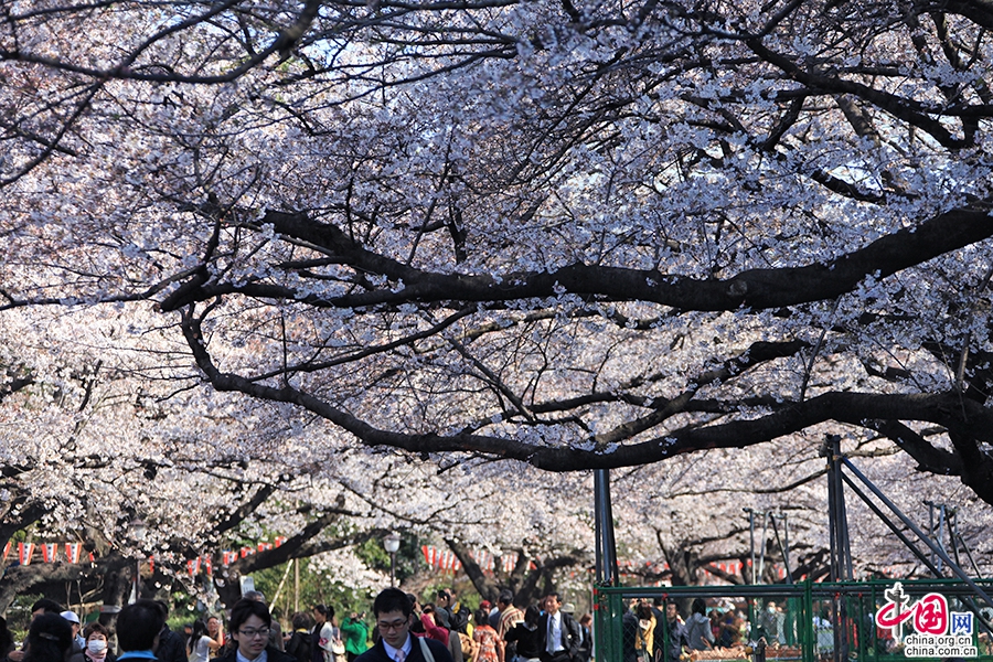 人们会选择在盛开的樱花树下就餐赏花