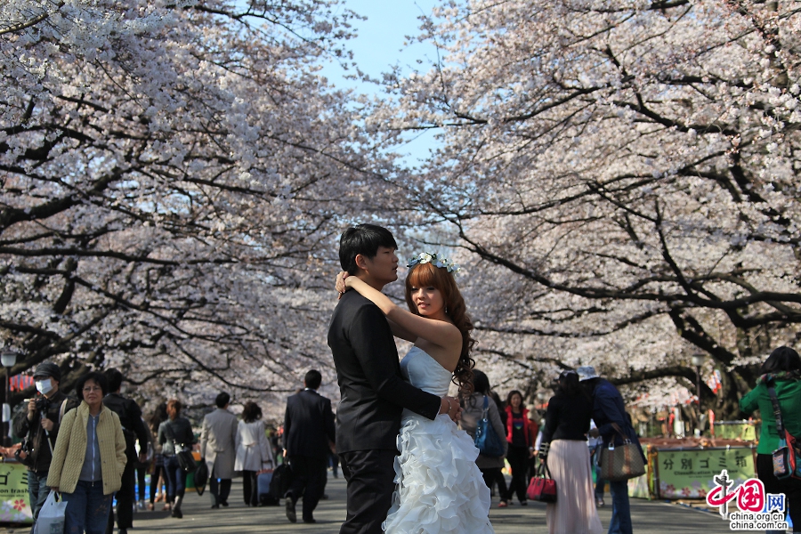 在樱花树下拍摄婚纱照的情侣