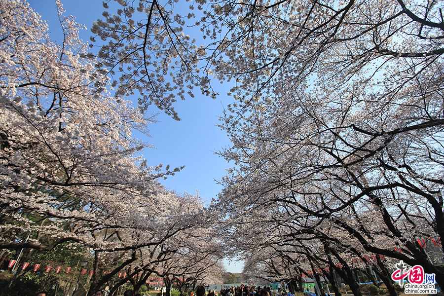 历史悠久的樱花树高大茁壮