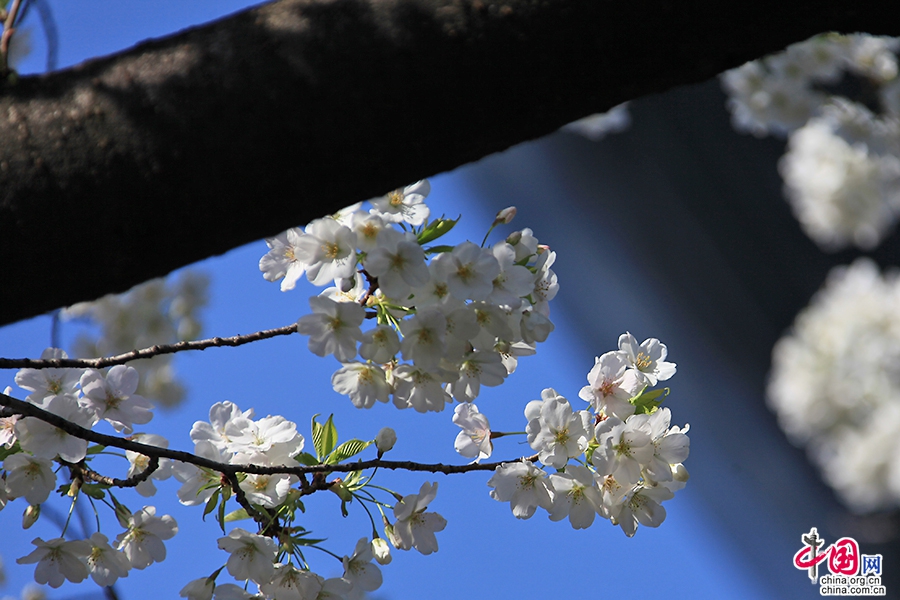 上野公园的樱花灿烂