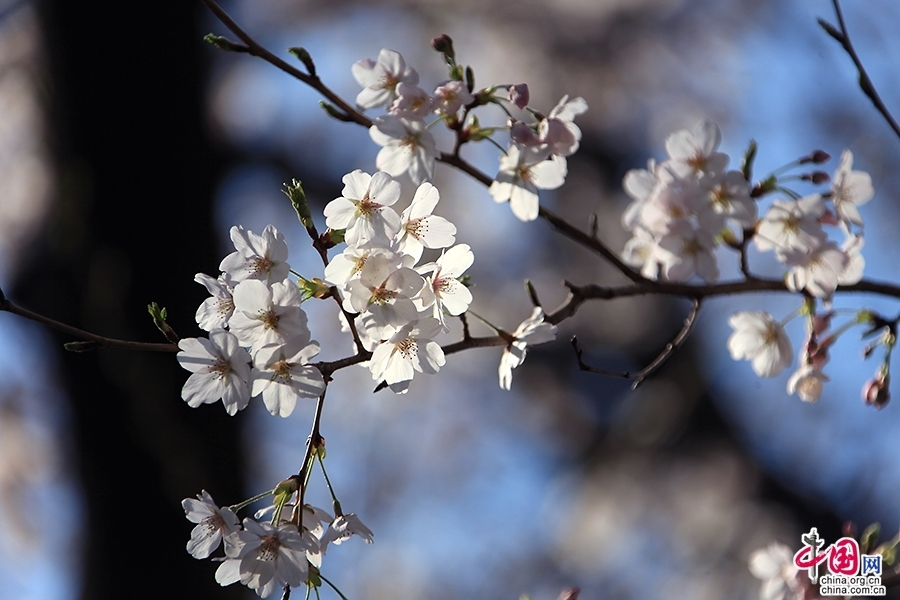上野公园的樱花灿烂