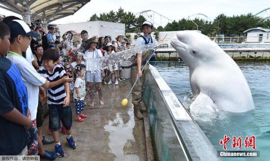 白鲸向游客喷水。