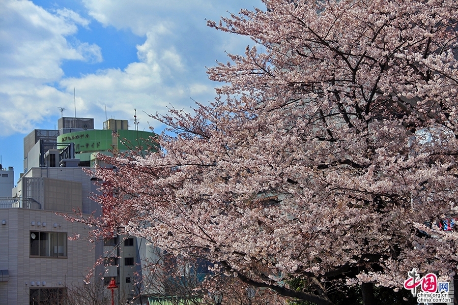 隅田川兩岸遍植櫻花