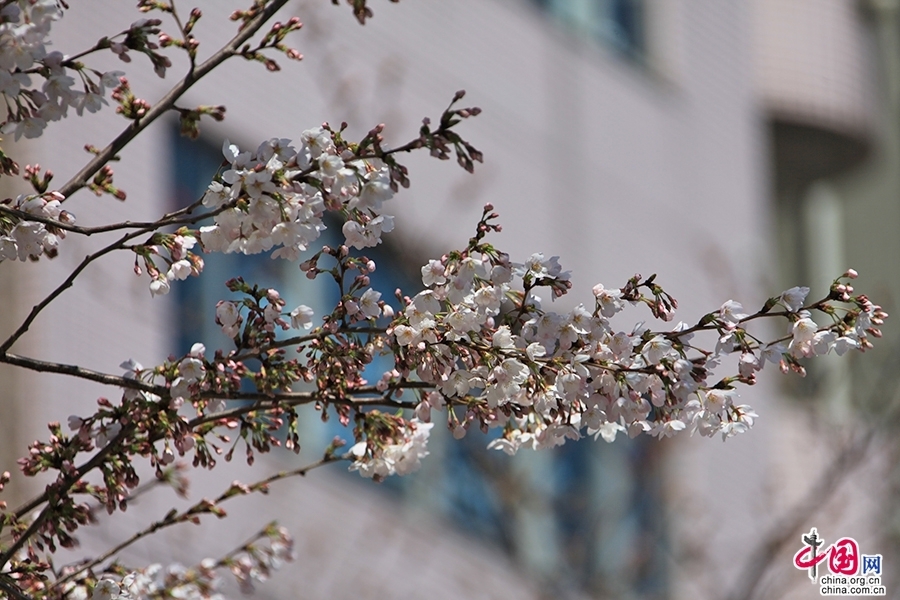 隅田川樓房前的櫻花放