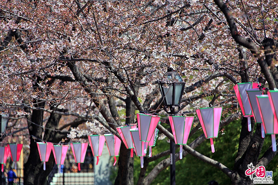 隅田川四月櫻花祭開始