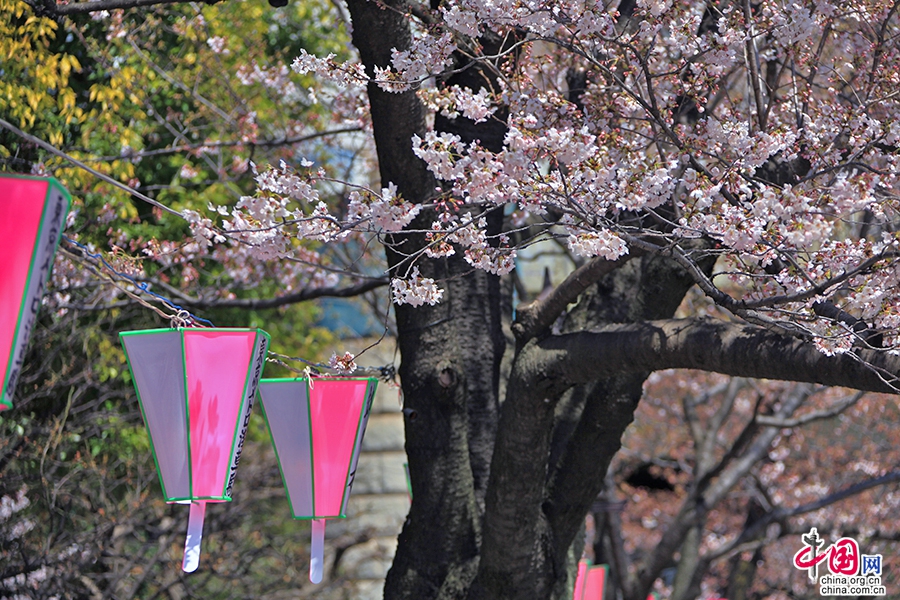 隅田川四月樱花祭开始