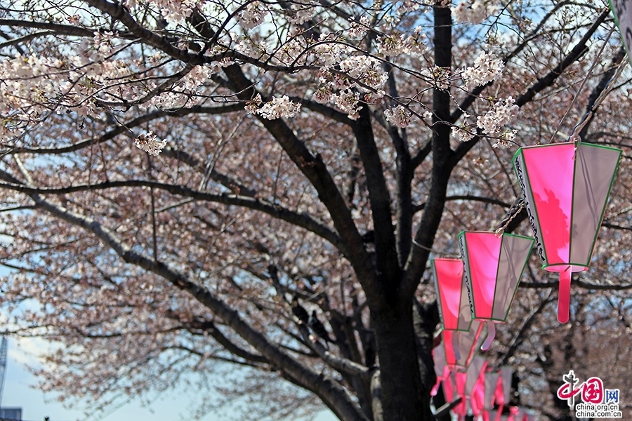 隅田川四月樱花祭开始