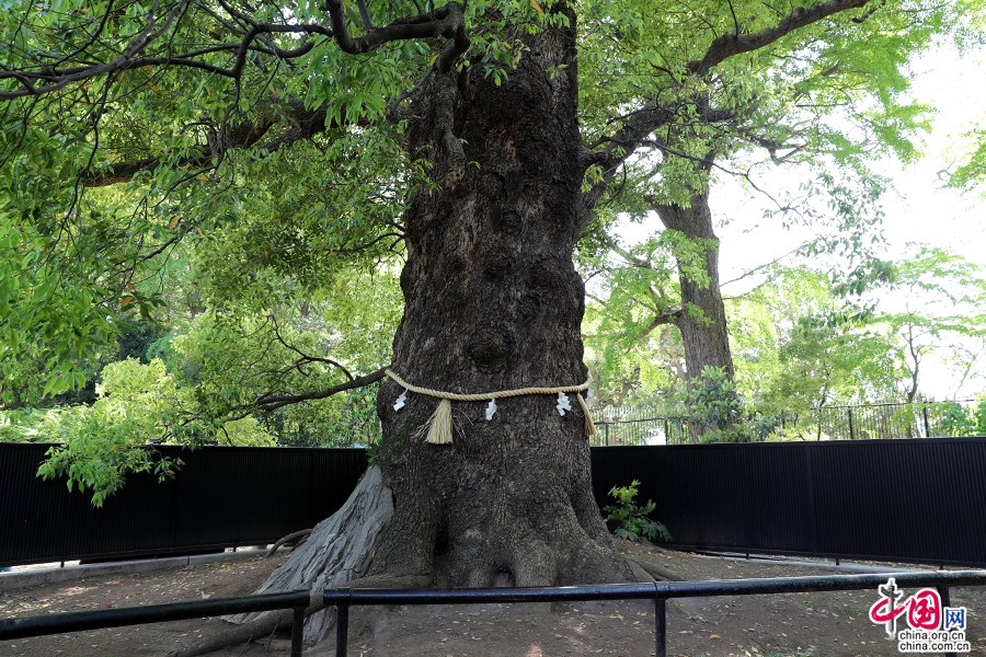 御神木大楠树龄约600年