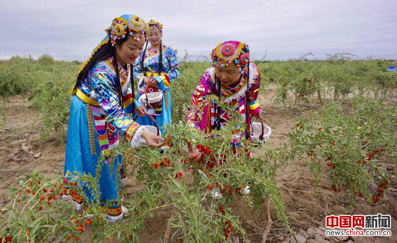 柴达木的枸杞熟了(组图)