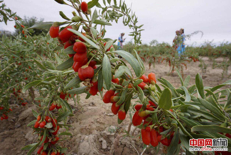柴达木的枸杞熟了(组图)