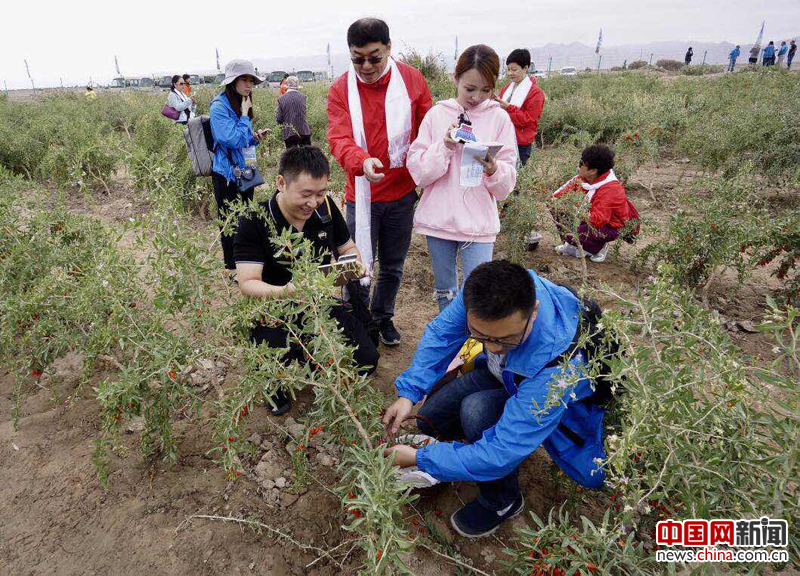 柴达木的枸杞熟了(组图)