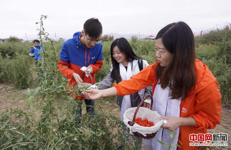 柴达木的枸杞熟了(组图)