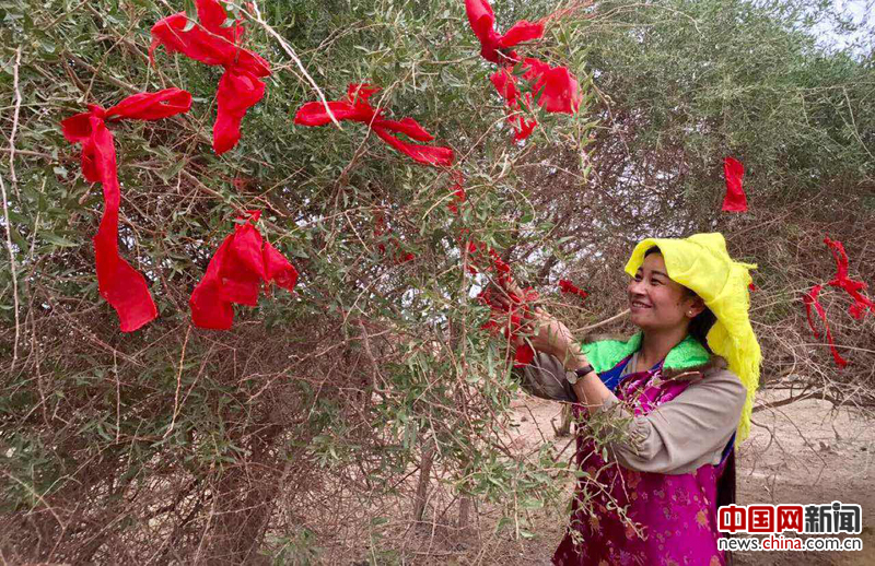 柴达木的枸杞熟了(组图)