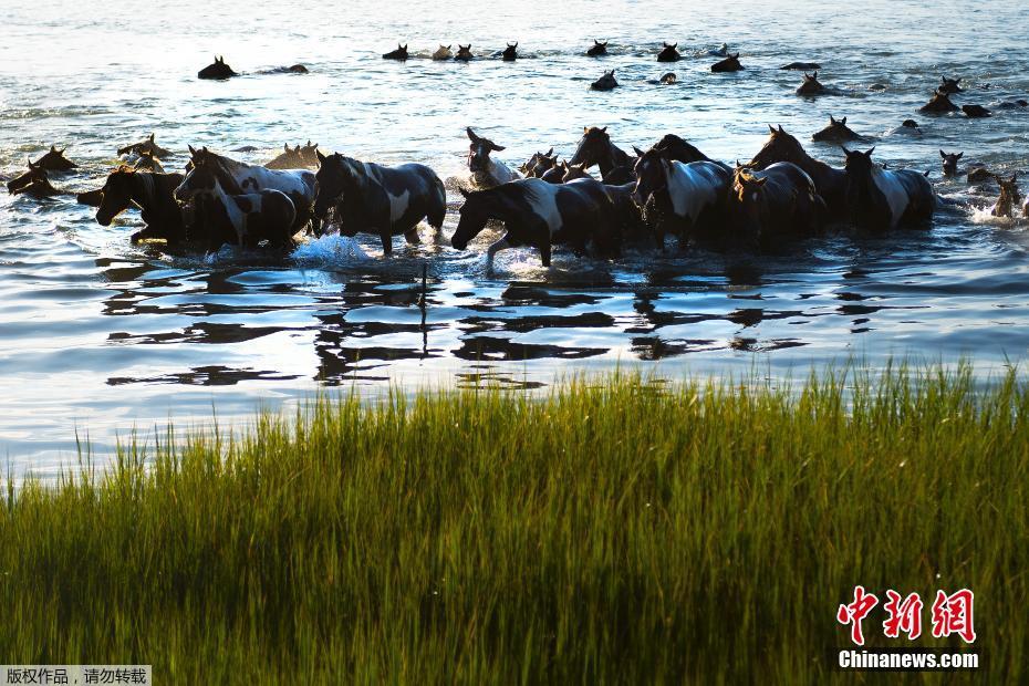 美国“野马游泳节” 百匹野马横跨海峡场面壮观